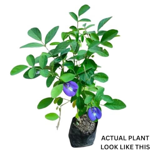 Image of live plants (APRAJITA PLANT)