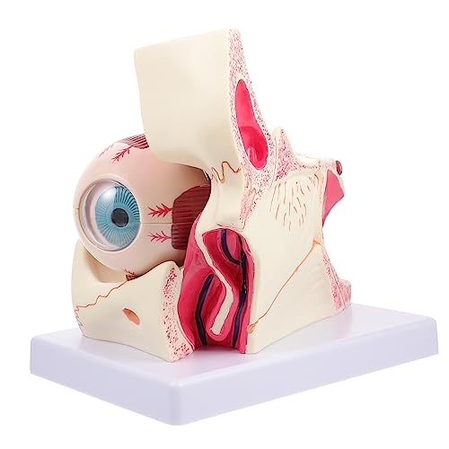 Modèle anatomique de l'œil en PVC durable pour une démonstration médicale claire