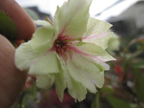 Amazon.co.jp: 御衣黄桜 桜の苗 サクラの苗 : DIY・工具・ガーデン Amazon.co.jp: 御衣黄桜 桜の苗 サクラの苗 : DIY・工具・ガーデン