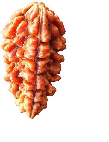 1 Face (Ek Mukhi) Rudraksha (Origin: Nepal)