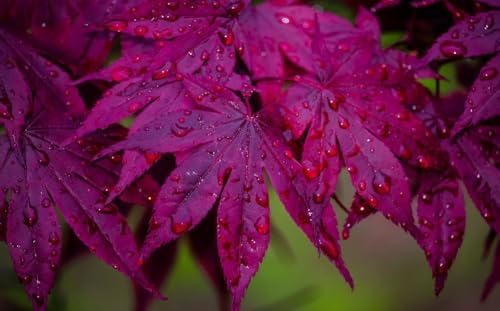 Can you have an acer palmatum bonsai inside
