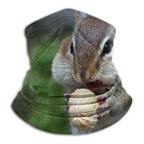 Face Mask Neck Gaiter Chipmunk Eat Peanut Cover Balaclava Headwear For Dust Wind