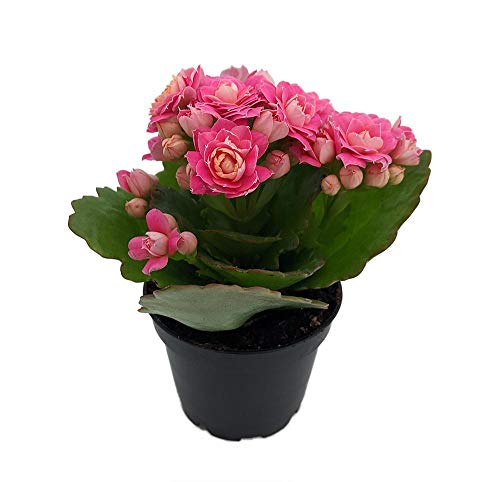Pink Calandiva Plant - 2.5" Pot - Kalanchoe - Double Pink Blooms #TOP24