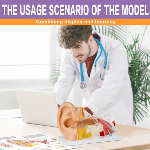 3X Vergrößerung 4-Teil Ohr Anatomisches Modell Äußeres mittleres Innenohr Modell für medizinische Anatomie und Physiologie Studie Forschung Lehre Display mit Basis, vergrößerte menschliche Ohr Modell