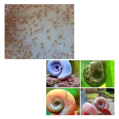 Feeder Mix: 50+ Water Daphnia & 20 Ramshorn Snails