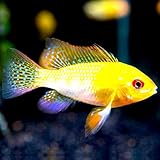 Gold Ram Cichlid (3 Fish Pack) - Live Fish for Aquarium - Exotic Freshwater Live Fish, Live Aquarium Fish, Live Fish, Live Freshwater Fish Freshwater Fish Live Buy Live Fish