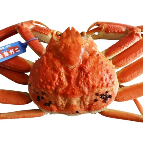 松葉ガニ[ボイル] 900g [先行予約受付中!・11月中旬〜2月中旬発送予定]松葉カニ 蟹 かに 松葉蟹 浜茹で 海鮮 蟹味噌 かに味噌 鍋 冷蔵 ギフト 贈り物 贈与 贈答品 年末年始 お祝い事 祝辞