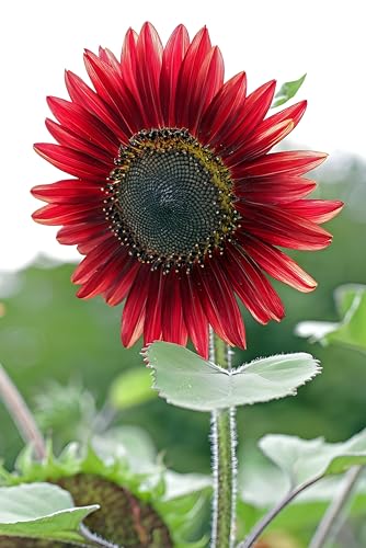 Image of Red Sunflower - Easy-to-Grow Garden Flower Seeds with Stunning Red Blooms (Pack Of 50+ Seed)