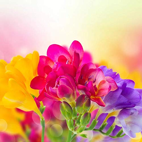 Navya germination Beautiful Flower Freesia Fragrance Imported Best Pack of 40 Bulbs Indoor Outdoor Flower Plant In Different Colour for Your Home Plant & Gardening.