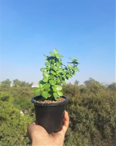 Good Luck Jade Plant Crassula Ovata – Indoor Succulent for Office Table, Pack of 1
