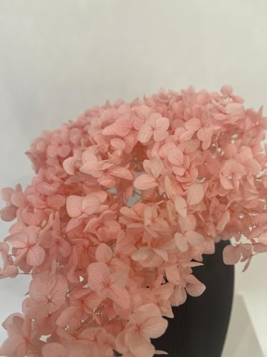 Hortensia paniculé conservé - 1 bouquet (1 à 4 tiges) - Véritables hortensias conservés en blanc, rose, violet, abricot, bleu, noir, jaune ou bordeaux - Fleurs séchées durables roses / 30 cm