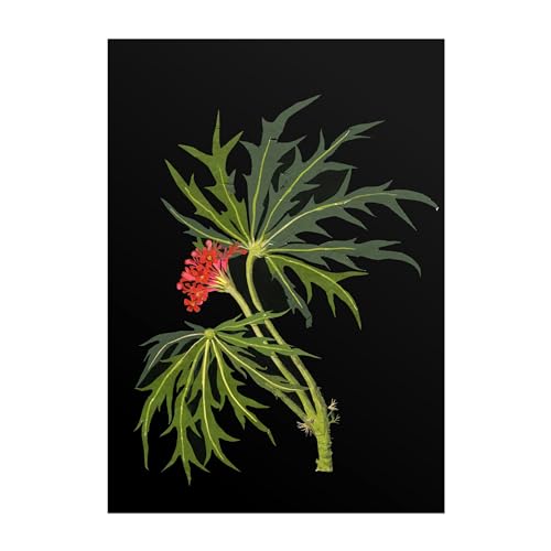 Impression d'art phyvic-noix aux contrastes saisissants et fleurs écarlates éclatantes