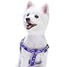 Blueberry Pet 5 Colors Soft & Comfy Step-in Paisley Flower Print Dog Harness, Chest Girth 19.5" - 25.5", Violet, S/M, Adjustable Harnesses for Dogs