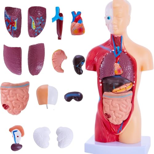 Modèles d'étude de l'anatomie humaine pour les TP de biologie