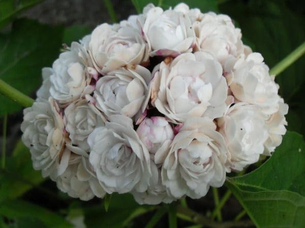 Mysore Malli Plant|Chendu Malli Plant|Adkku malli Plant|Jasmine Plant (B0CRTHFGY9) Amazon Price History, Amazon Price Tracker