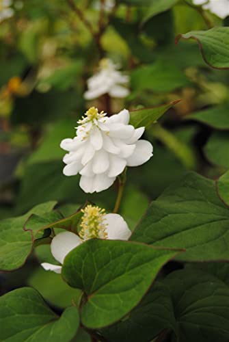 Houttuynia cordata 'Plena' 9x9 cm Topf – Winterhart, Mehrjährig,...