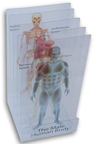 Paper Craft Layering Jumbo Flash Cards - Human Anatomy - Organs, Skeleton, Cardiovascular System, Nervous System (Male) #TOP4