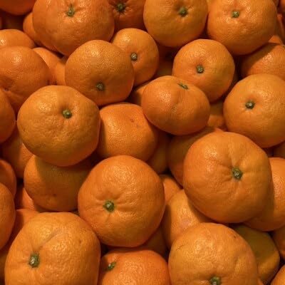 厳選品!! 横ちゃんちの早生みかん 約5kg(C84-5)