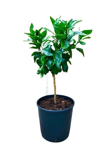 Árbol Cítrico de Mandarino Natural Aroma Fresco y Cosecha Abundante