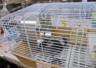 Amazon.co.jp: SBS ステンレス 回し車 (ペット用) 直径30cm 錆に強い