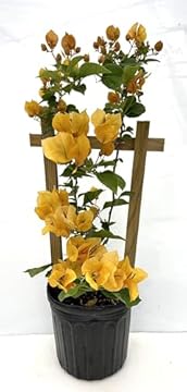 trellis for bougainvillea in a pot