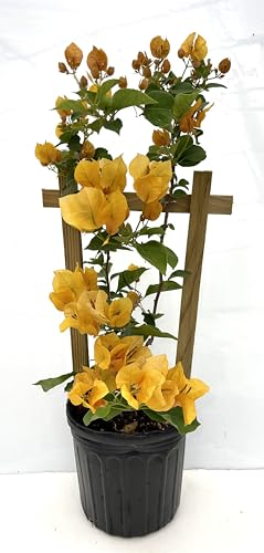 16 Tall Bougainvillea Live Well Established Plant in 6 Pot with Wood Trellis Bright Colors Flowering Vine Indoor/Outdoor Perennial/Annual Tropical (Yellow Growers Small Trellis)