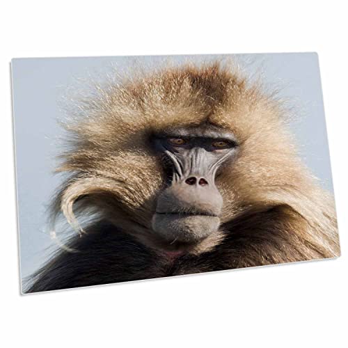3dRose Ethiopia, Amhara, Simien Mountains NP. Gelada Monkey