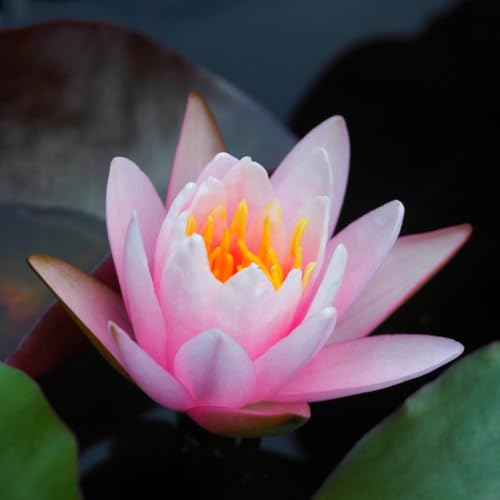 Water Lily Pink Stunning Pink Blooms Hardy Aquatic Plant for Ponds and Water Gardens Beautiful Floating Leaves 1X Bareroot by Thompson and Morgan