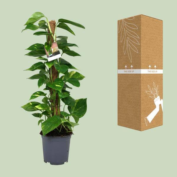 Efeutute Scindapsus Epipremnum – Ø 19 cm – 80 cm – łatwa w pielęgnacji roślina pnąca i oczyszczająca powietrze roślina pokojowa – duża zielona roślina do salonu, biura i ogrodu zimowego