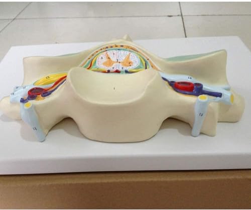 Modèle de coupe transversale de moelle épinière pour manipuler en classe - 2