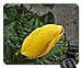 Produktbild Yellow Hibiscus Bud Mouse Pad,Flowers Non-Slip Mouse Pad Office Competitive Mouse Pad 18X22cm
