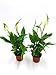 Produktbild Spathiphyllum Einblatt | gut für das Raumklima | Zimmerpflanze | echte Pflanze | Topf 6 | Höhe 21cm (2, ohne Topf)