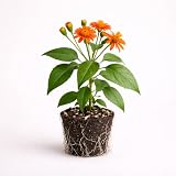 PLANT NOOK Mexican Flame Vine Senecio confusus Live Plant Starter Plug 2-Pack | Bright Orange Daisy Flowers | Fast Growing Climbing Vine for Trellis Fences Full Sun