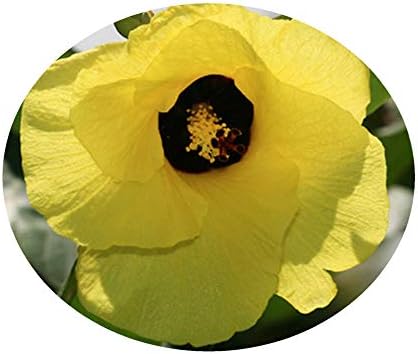 Mahoe Variegated Sea Hibiscus Tropical Tree Live Plant Colored Leaves Yellow Coral Flowers Starter Size 4 Inch Pot Tree Plant Emeralds TM