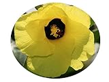 Mahoe Variegated Sea Hibiscus Tropical Tree Live Plant Colored Leaves Yellow Coral Flowers Starter S