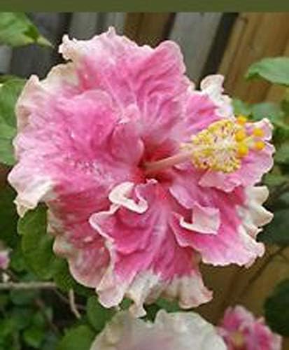 Live Hibiscus/Gudhal Pink Double Flower Plant (1 Plant)