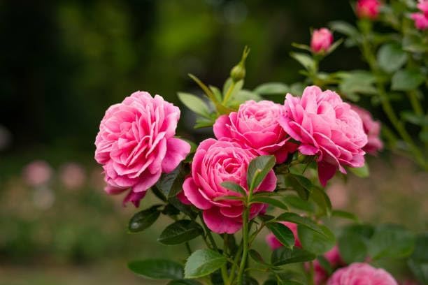 Image of Live Climbing Red Rose Plant with Plastic Pot | Fragrant Creeping & Trailing Flower for Home & Garden | Ornamental Vining & Rambling Rose Plant