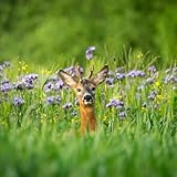 Wallario Glasplatte, Schutzplatte 55 x 55 cm - geeignet für IKEA Lack Tisch, für Beistelltisch/Couchtisch, Rehbock auf Wiese