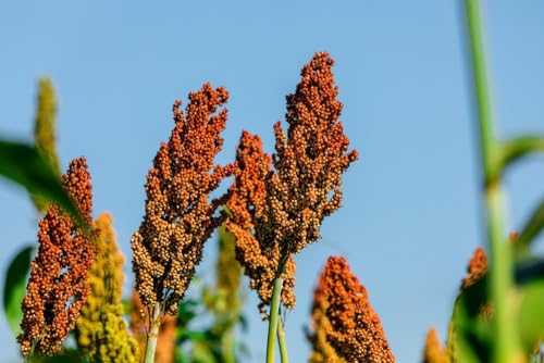 Sweet Sugar Cane Sorghum Seeds for Planting - Heirloom & Open-Pollinated Variety Non-GMO Vegetable Seeds for Planting in The Home Garden (500 Seeds)