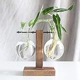 Macetero DIY con mini maceta/bombilla en soporte de madera. Cristal suave y superficie de madera, buena permeabilidad y hermoso estilo. Abosutamente un producto decorativo, bonito y moderno.