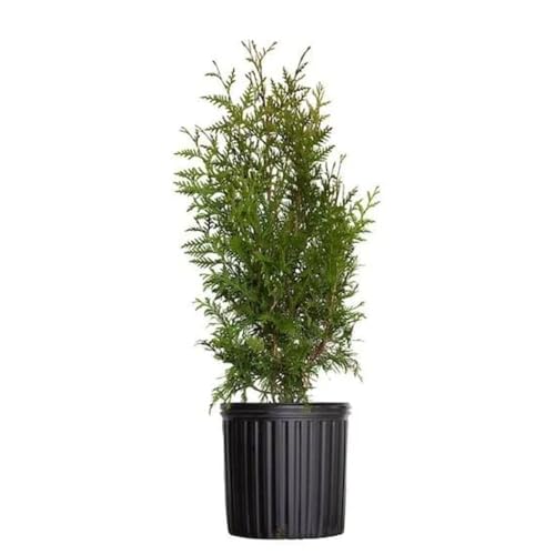 Blue Ice Arizona Cypress Tree Live Plant Evergreen Conifer with Silvery Blue Foliage, Fast Growing Landscape Tree, Drought Tolerant, Windbreak, Cold Hardy, Zones 69 (5 Gallon/Single)