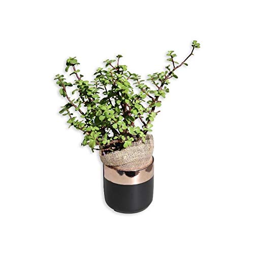 NurseryNature Jade plant elephant bush (small) plant Amazon.in Garden & Outdoors