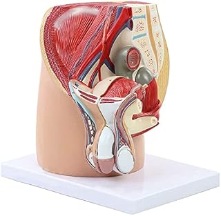 LHMYHHH Male Genitourinary Pelvic System, Anatomical Pelvic Median Sagittal Section Model for Medical Teaching Patient Communication Simulation