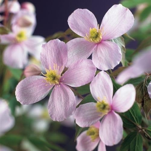 Clematis montana ‘Rubens’ – Rosa Berg-Waldrebe | Duftende...