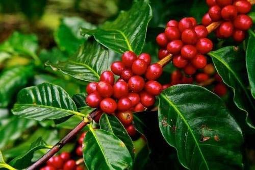 Creative Farmer Live Plant Coffee Hyb Rare Exotic Spice Plant- Huge Production Chandragiri Variety Plants for Outdoor Garden Plant(1 Healthy Live Plant)