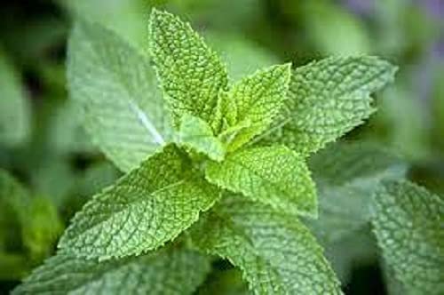 Organic Mint Pudina Seed 50 SEED (B09HMX8XF3) Amazon Price History, Amazon Price Tracker