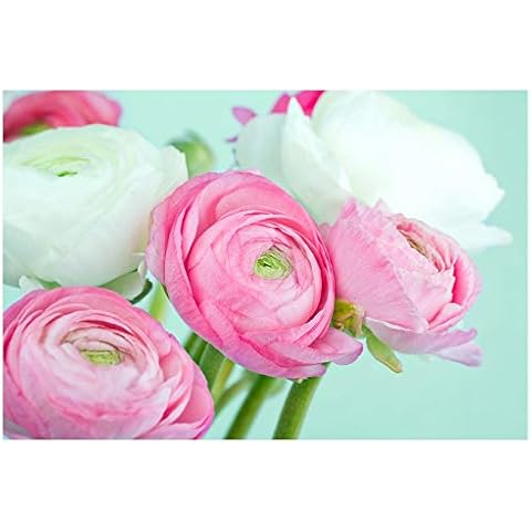 20x Ranunculus Asiaticus Pink and White Summer Flowering Bulbs Hardy Corms Cover