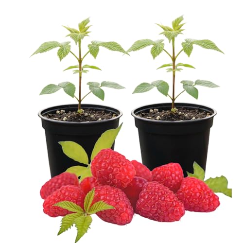 Set of 2 Live Red Raspberry Plants, Sweet Berry Shrubs, 3 Inch Pot for Growing