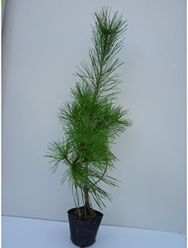 Amazon アカマツ 樹高0 5m前後 10 5cmポット 単 品 あかまつ 赤松 販売 苗 植木 苗木 庭木 垣根 生垣 生け垣 生垣用 山林苗 木 植木