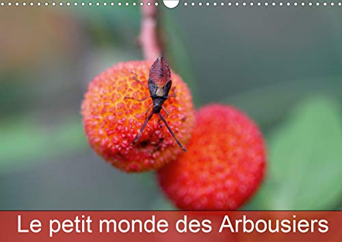 Le petit monde des Arbousiers (Calendrier mural 2021 DIN A3 horizontal): Les insectes des Arbousiers (Calendrier mensuel, 14 Pag